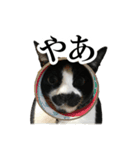 モノクロ猫たちの写真スタンプ（個別スタンプ：11）