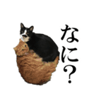 モノクロ猫たちの写真スタンプ（個別スタンプ：12）