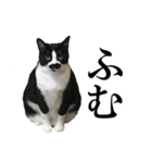 モノクロ猫たちの写真スタンプ（個別スタンプ：13）