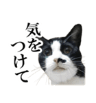 モノクロ猫たちの写真スタンプ（個別スタンプ：14）