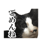 モノクロ猫たちの写真スタンプ（個別スタンプ：16）