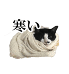 モノクロ猫たちの写真スタンプ（個別スタンプ：19）