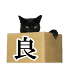 モノクロ猫たちの写真スタンプ（個別スタンプ：20）