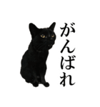 モノクロ猫たちの写真スタンプ（個別スタンプ：21）