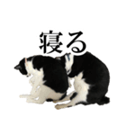 モノクロ猫たちの写真スタンプ（個別スタンプ：22）