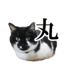 モノクロ猫たちの写真スタンプ（個別スタンプ：23）