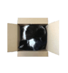 モノクロ猫たちの写真スタンプ（個別スタンプ：24）