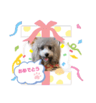 トイプードルシルバー「しずくさん②」（個別スタンプ：10）