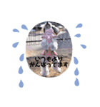 トイプードルシルバー「しずくさん②」（個別スタンプ：12）