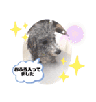 トイプードルシルバー「しずくさん②」（個別スタンプ：14）