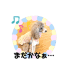 トイプードルシルバー「しずくさん②」（個別スタンプ：17）