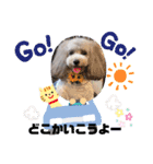 トイプードルシルバー「しずくさん②」（個別スタンプ：23）