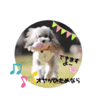 トイプードルシルバー「しずくさん②」（個別スタンプ：26）