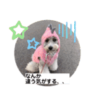 トイプードルシルバー「しずくさん②」（個別スタンプ：28）