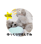 トイプードルシルバー「しずくさん②」（個別スタンプ：31）