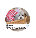 トイプードルシルバー「しずくさん②」（個別スタンプ：34）