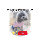 トイプードルシルバー「しずくさん②」（個別スタンプ：36）