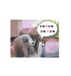 トイプードルシルバー「しずくさん②」（個別スタンプ：38）