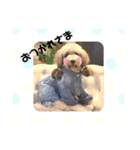 トイプードルシルバー「しずくさん②」（個別スタンプ：39）