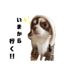 ちわわの仙蔵ぱーとわん（個別スタンプ：4）