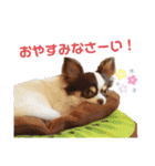 ちわわの仙蔵ぱーとわん（個別スタンプ：5）
