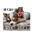 ちわわの仙蔵ぱーとわん（個別スタンプ：8）