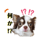 ちわわの仙蔵ぱーとわん（個別スタンプ：16）