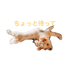 ちゃまちゃまの日常（個別スタンプ：2）