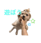 ちゃまちゃまの日常（個別スタンプ：3）