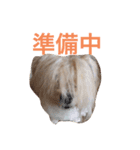 ちゃまちゃまの日常（個別スタンプ：4）