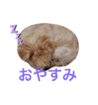 ちゃまちゃまの日常（個別スタンプ：6）