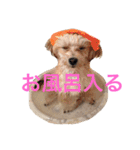 ちゃまちゃまの日常（個別スタンプ：8）