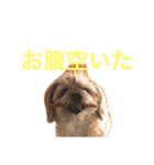 ちゃまちゃまの日常（個別スタンプ：9）