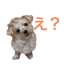 ちゃまちゃまの日常（個別スタンプ：10）