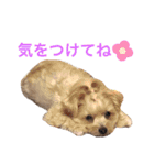 ちゃまちゃまの日常（個別スタンプ：11）