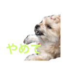 ちゃまちゃまの日常（個別スタンプ：12）