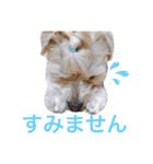 ちゃまちゃまの日常（個別スタンプ：13）
