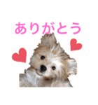 ちゃまちゃまの日常（個別スタンプ：15）