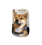 柴犬てっちゃんのスタンプ（個別スタンプ：1）