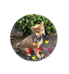 柴犬てっちゃんのスタンプ（個別スタンプ：4）