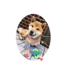 柴犬てっちゃんのスタンプ（個別スタンプ：6）