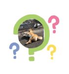柴犬てっちゃんのスタンプ（個別スタンプ：7）