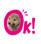 柴犬てっちゃんのスタンプ（個別スタンプ：10）
