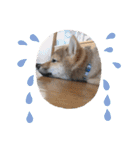 柴犬てっちゃんのスタンプ（個別スタンプ：11）
