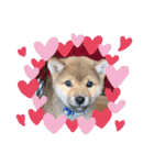 柴犬てっちゃんのスタンプ（個別スタンプ：12）
