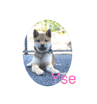 柴犬てっちゃんのスタンプ（個別スタンプ：16）