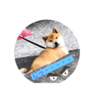 柴犬てっちゃんのスタンプ（個別スタンプ：17）