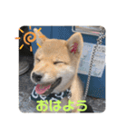 柴犬てっちゃんのスタンプ（個別スタンプ：18）