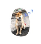 柴犬てっちゃんのスタンプ（個別スタンプ：21）