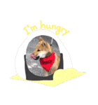 柴犬てっちゃんのスタンプ（個別スタンプ：22）